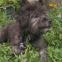 Roumie, chienne à adopter