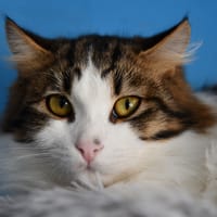 BOB, chat à adopter