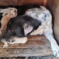 Kannst du Sina wieder Hoffnung geben?, Hündin zur Adoption