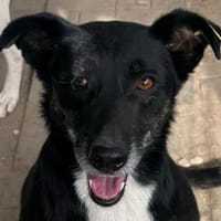 MIMI-verschmuste, hübsche Hündin,48 cm, Hündin zur Adoption