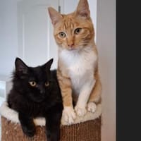 Athos & Porthos, ein liebenswertes Duo, Kater zur Adoption