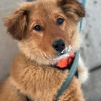 Finja 10/25 sucht, Hündin zur Adoption