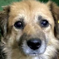 DIDRIK-ruhiger, hübscher Rüde,v.blind, Hund zur Adoption