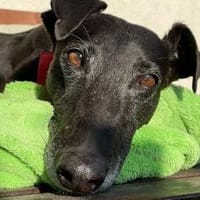 Ambar- hübsch &lieb sucht liebe Menschen, Hündin zur Adoption