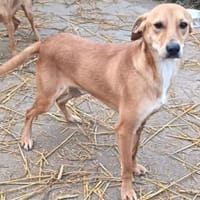 Joma sucht warmes Körbchen, Hund zur Adoption