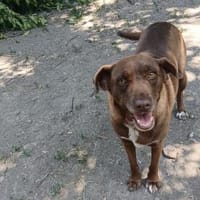 Niemand sieht Lala, sie gibt auf, Hündin zur Adoption