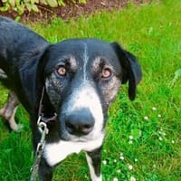 Padmé sucht ihre Traumfamilie, Hündin zur Adoption