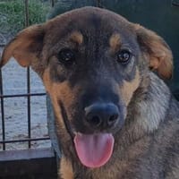 FEE-niedliche, hübsche Jung-Hündin,49 cm, Hündin zur Adoption