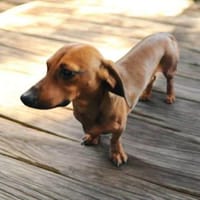 Dackel sucht ein zuhause, Hund zur Adoption