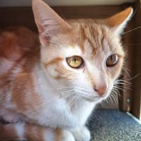 Sanftes Katzenmädchen Evora, Katze zur Adoption