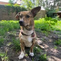 Wer möchte Pinocchio kennenlernen?, Hund zur Adoption