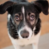 Maxi sucht seine Menschen, Hund zur Adoption