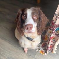 Poppy - lässt sich gerne streicheln, Hündin zur Adoption