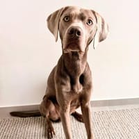 Levi - ist freundlich&sehr anhänglich, Hund zur Adoption