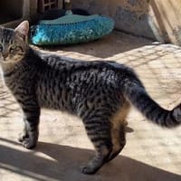 Junge, fröhliche Katze Tirana, Katze zur Adoption