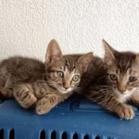 Liebe Katzenbrüder Pum und Pin, Kater zur Adoption