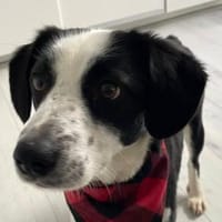 Loki ❤ schüchternes Kerlchen mit Herz, Hündin zur Adoption