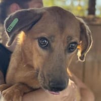 BECKY-hübsche,rehbraune Hündin,45 cm, Hündin zur Adoption