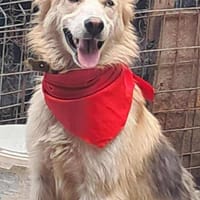 Ronja suche Menschen mit Herz, Hündin zur Adoption