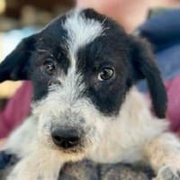 ELSA-zuckersüße Welpen-Hündin, Hündin zur Adoption