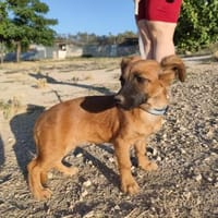 Mezcal - kleiner, junger Bub, Hund zur Adoption