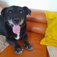 Dieses Gute-Laune-Paket ist Akira, Hund zur Adoption