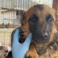 FJELLE-lebensfroher, hübscher Jung-Rüde, Hund zur Adoption