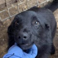 LUGH-freundlicher, süßer Jung-Rüde,35cm, Hund zur Adoption