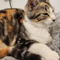 Junges Katzenmädchen Lulú, Katze zur Adoption
