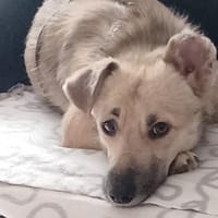 Lui sucht sein endgültiges Zuhause ❤, Hund zur Adoption