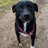 Ciupi sucht ein geborgenes Zuhause, Hund zur Adoption