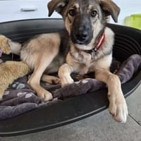 Rolf sucht ein liebevolles Zuhause, Hund zur Adoption