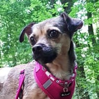 Paula - klein, lieb braucht Hilfe, Hündin zur Adoption