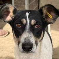 AMANDA-fröhliche,menschenbezogene Hündin, Hündin zur Adoption