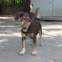 Jasmin sucht eine liebevolle Familie, Hündin zur Adoption