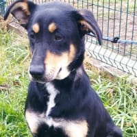 Liebenswerte Handy sucht Familie, Hündin zur Adoption