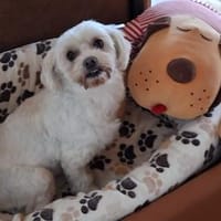 Flicka sucht liebevolles Zuhause, Hündin zur Adoption