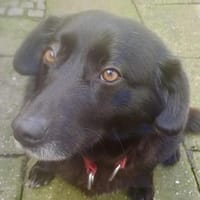 Dagny sucht ein Für-immer-Zuhause, Hündin zur Adoption