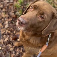 Moses - ist lieb&vorsichtig bei Kindern, Hund zur Adoption