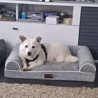 Albutu - der Schatz!, Hund zur Adoption