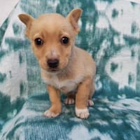 Nino ein bezauberndes Kerlchen, Hund zur Adoption