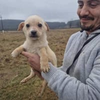 Erik sucht eine Pflegestelle, Hund zur Adoption