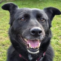 KINDRA-süße,wunderbare Hündin,50 cm, Hündin zur Adoption