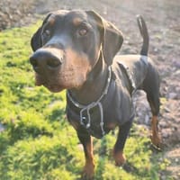 Metti - ist am liebsten immer dabei, Hund zur Adoption