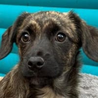 JUSTIN-zuckersüßer Welpen-Rüde,26cm, Hund zur Adoption