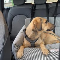 🧡Sanfte Chai sucht Dich🧡, Hündin zur Adoption