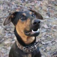 Aron, su. sportl. Besitzer, Hund zur Adoption