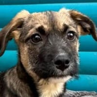 JONAS-bezaubernder Welpen-Rüde,24cm, Hund zur Adoption