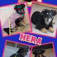 Welpenmädchen Hera auf PS in 92348, Hündin zur Adoption