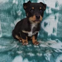 Katharina sucht ein Körbchen, Hündin zur Adoption